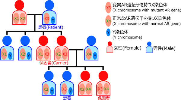 遺伝形式 遺伝形式説明図